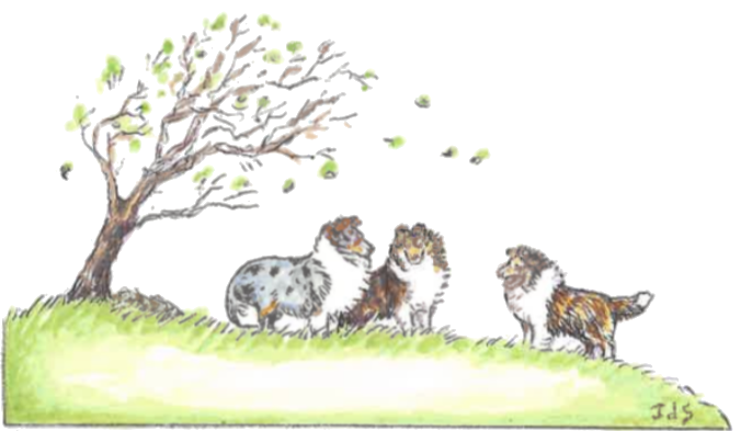 Crosswind Shetland Sheepdogs
